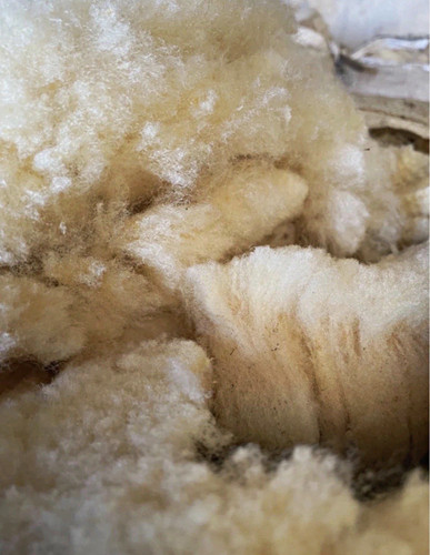White raw sheeps wool - sheeps, fleece