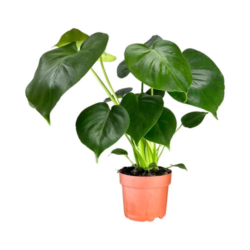 Swiss cheese plant house - swiss,