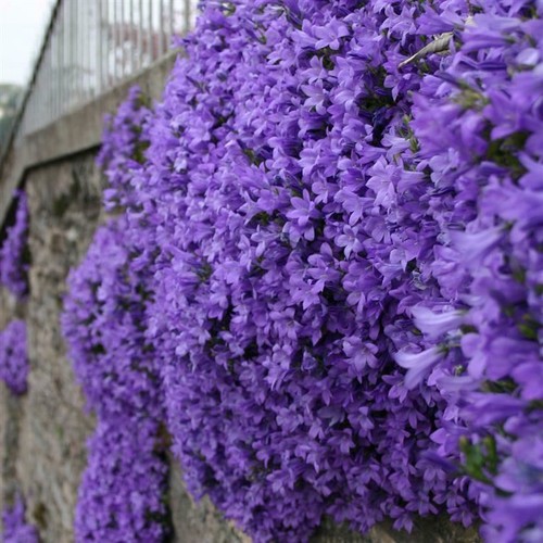 Campanula mrs resholt x9 - campanula, resholt’