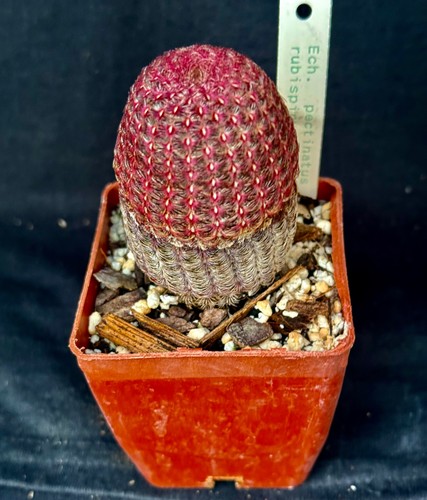 Echinocereus pectinous - , v