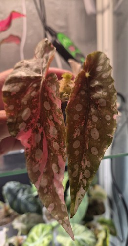 Begonia maculata highly - begonia,