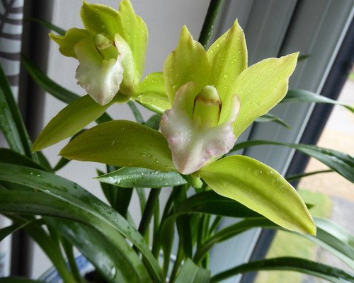 Cymbidium orchid tiger - cymbidium,