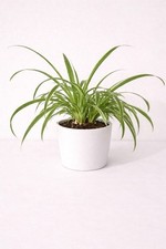 Chlorophytum Comosum Spider