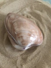 Large 9cm polished Cappuccino