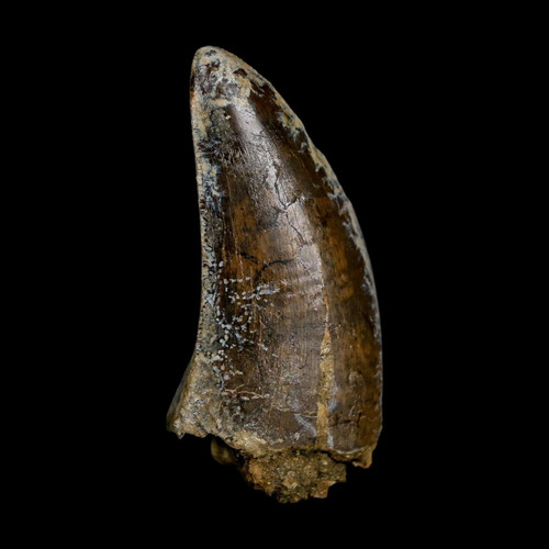 Tyrannosaurus rex fossil - rex,
