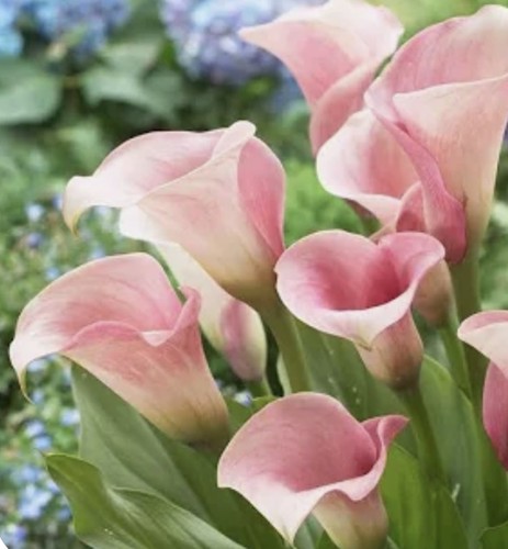 Pink calla tuberous - calla,