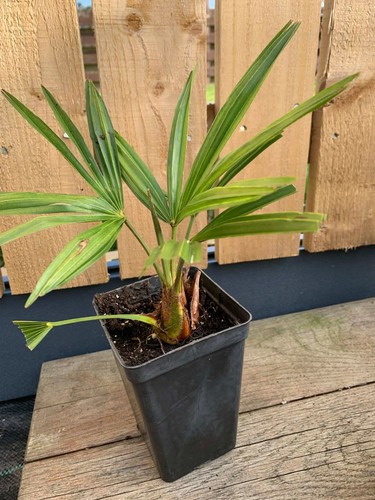 Trachycarpus fortunei hardy - fortunei,