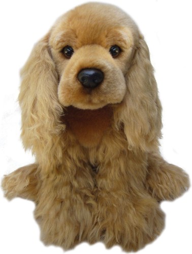 Gold cocker spaniel - cocker,