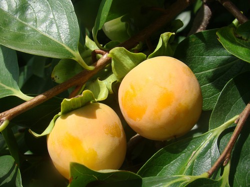 Diospyros kaki sharon fruit - diospyros,