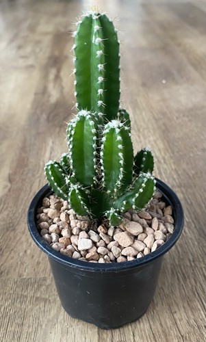 Cereus florida cactus - cereus, |