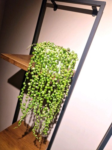 String pearls variegated - pearls,