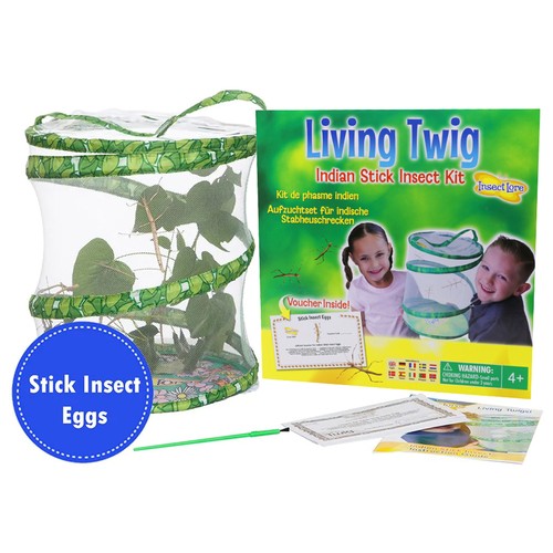 Insect lore living - twig, indian