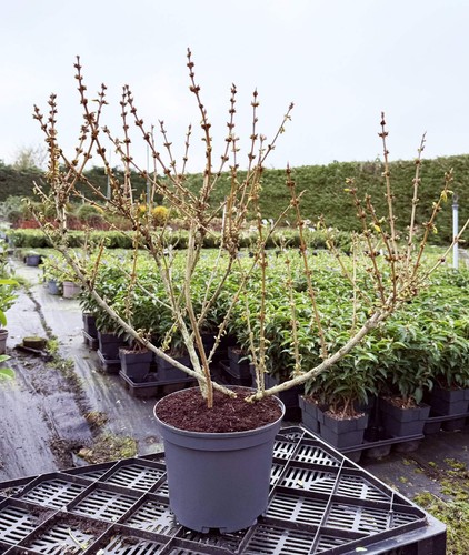 Forsythia intermedia mikador - mikador, 3