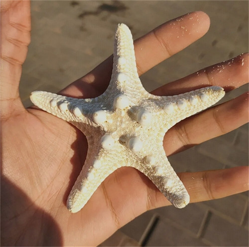 20pcs natural sea - natural-sea-star, tiny