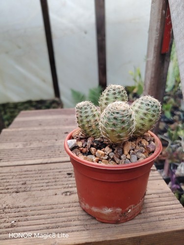 Rebutia pygmaea cactus - pygmaea,