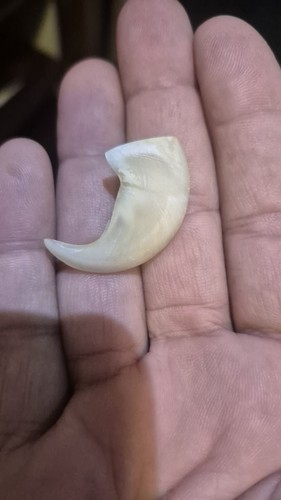 Vintage tiger claw - tiger,