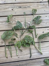 Monstera Adansonii “Swiss