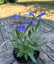 Penstemon Heavenly Blue 1Lit