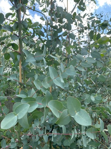 Mixed large eucalyptus trees - eucalyptus,