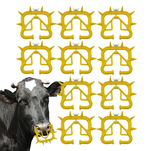 Cattle nose ring milk sucking - cattle,