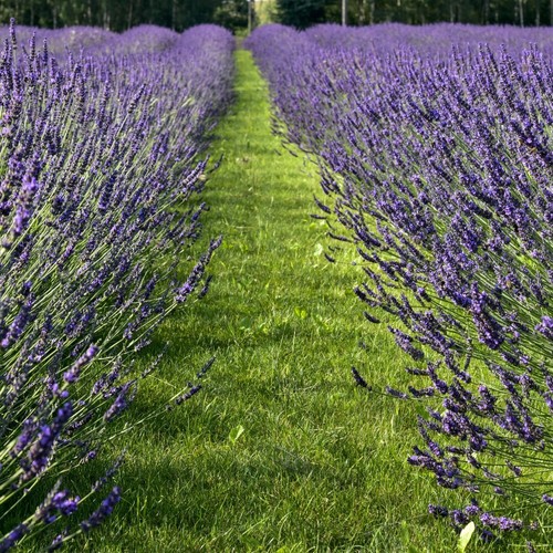 Lavender phenomenal - t&m,