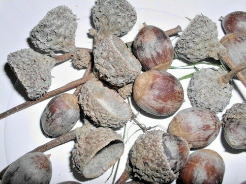 Swamp white oak acorns - swamp,