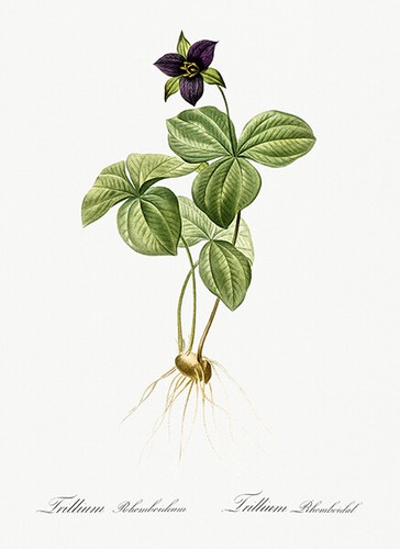Trillium rhomboideum 1805 - -,