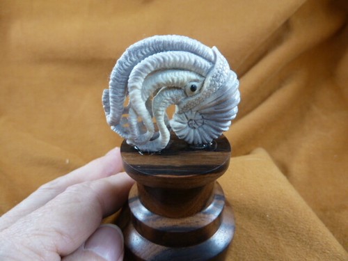 Nautilus shell - , w/