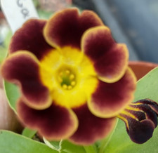 Primula auricula Gollum