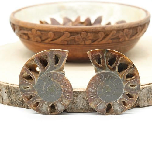 Large polished ammonite fossil - large,