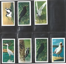 1954 BROOKE BOND BRITISH BIRDS ( WHITE BACK ) COMPLETE YOUR SET, SELECT A CARD