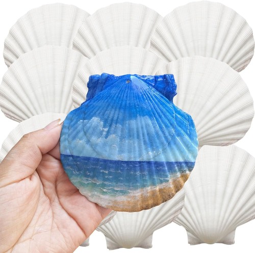 Authentic scallop shells - 10,