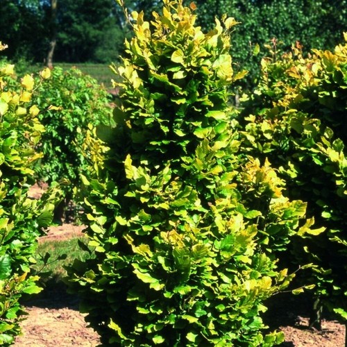 Dawyck gold beech tree outdoor - dawyck,