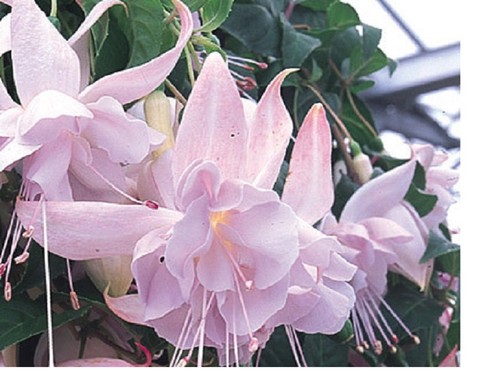 Fuchsia hollys beauty - ,
