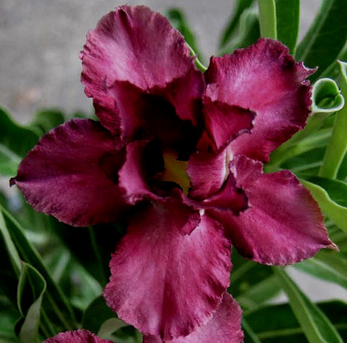 100 adenium obesum - obesum,, double