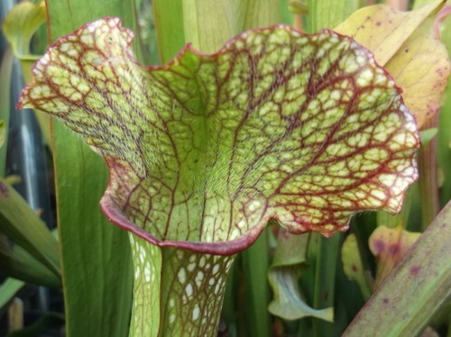 Sarracenia mardi gras - “mardi, gras”