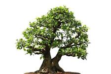 Weeping Fig, Ficus Benjamina 20 Seeds- Bonsai/Patio etc