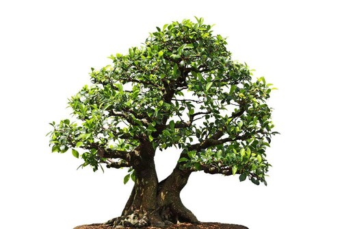 Weeping fig ficus - fig,, benjamina
