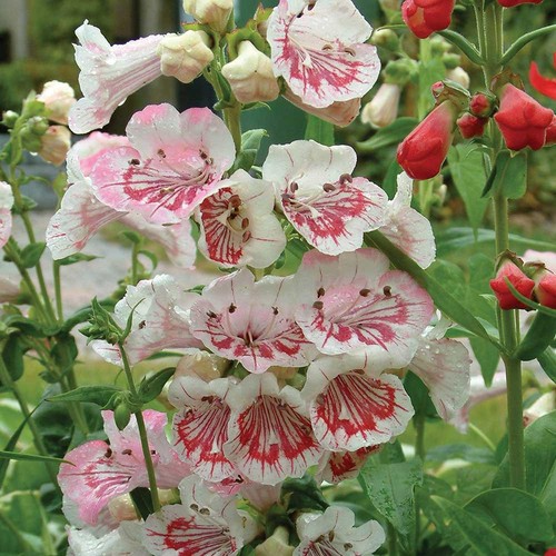 Penstemon strawberries and - penstemon,