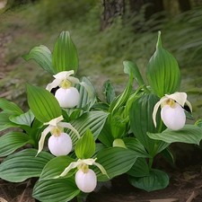 Rare Cypripedium White, Hardy