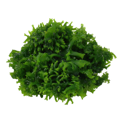 Subwassertang pelia moss - pelia,