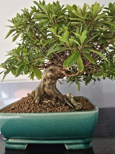 Beautiful sumo trunk azela - beautiful,