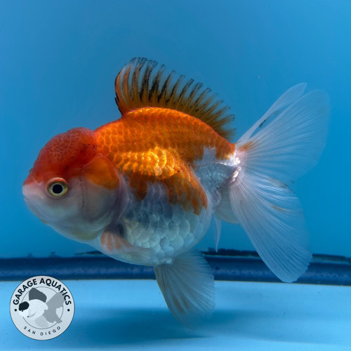 Live premium fancy goldfish - premium,