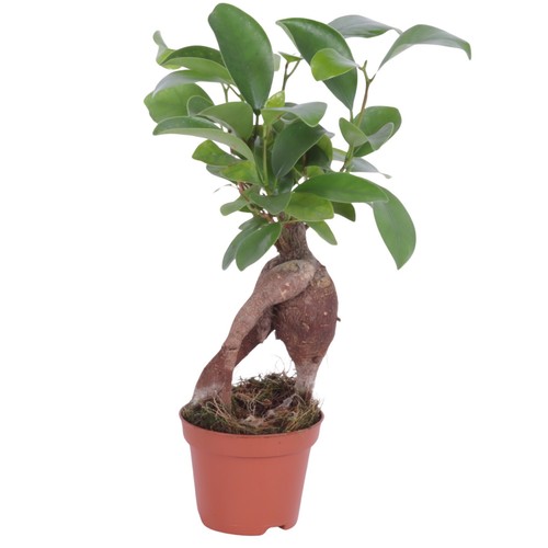 Ficus microcarpa ginseng - ficus, ‘ginseng’