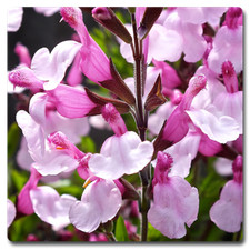 3X SALVIA JOY PERENNIAL PLANT