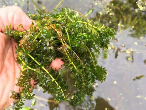 Hornwort pond weed aquarium - hornwort,