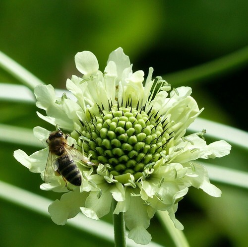 Cephalaria gigantea set - gigantea,