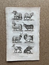 Antique engravings of Ram Ewe Walachian Sheep Goat Elk Reindeer 1828