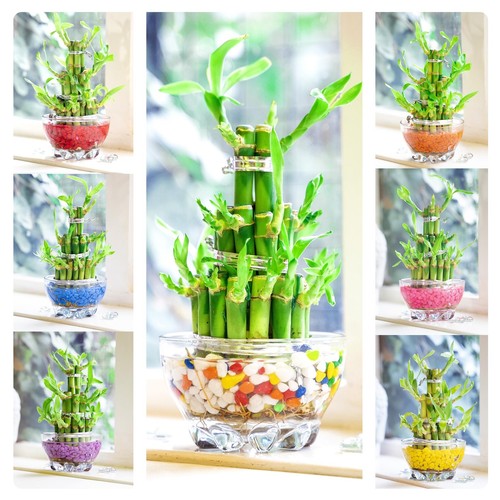 Lucky bamboo ribbon - ,