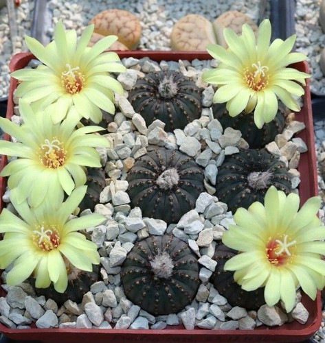 Frailea asteroides cactus - asteroides,
